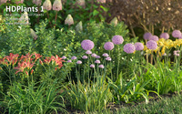 HDPlants 1 for 3ds MAX discount coupon